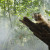 amazonia capucin